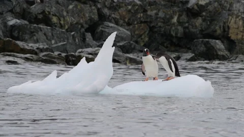 Gentoo Penguins plaing on the ice flow Stock Footage 160902427