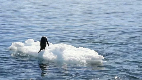 Gentoo Penguins plaing on the ice Stock Footage 113050673