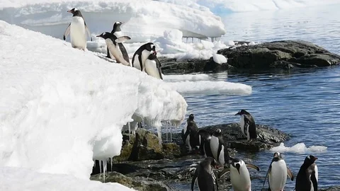 Gentoo Penguins plaing on the ice Stock Footage 113050716