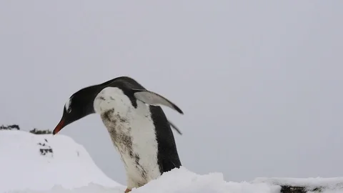 Gentoo Penguins plaing on the ice Stock Footage 113263922