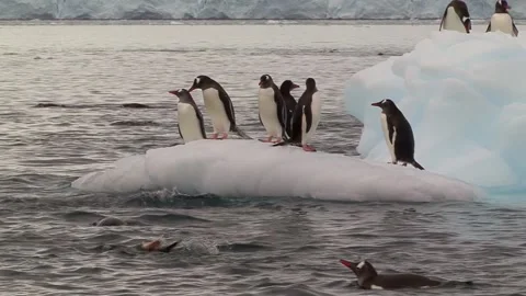 Gentoo Penguins Playing On An Iceberg Stock Footage 170357980