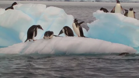 Gentoo Penguins Playing On An Iceberg Stock Footage 170358002