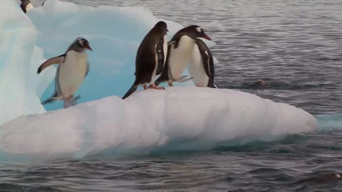 Gentoo Penguins Playing On An Iceberg Stock Footage 170358060