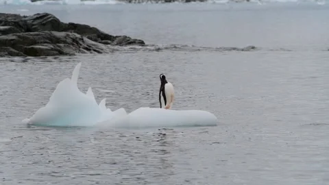 Gentoo Penguins playing on the small ice in Antarctica Stock Footage 271192482