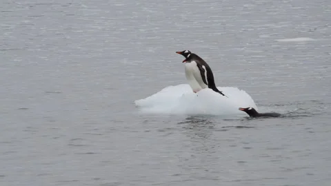 Gentoo Penguins playing on the small ice in Antarctica Stock Footage 271616535