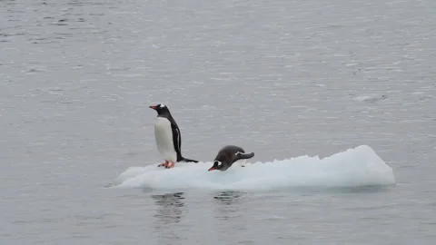 Gentoo Penguins playing on the small ice in Antarctica Stock Footage 271616920