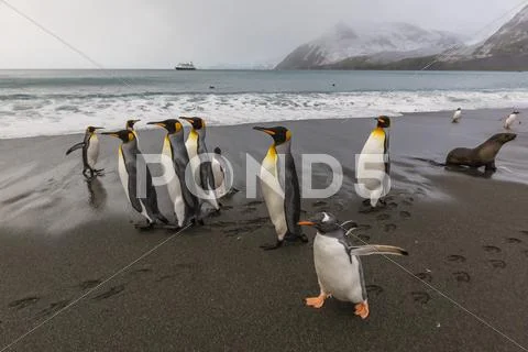 Gentoo Penguins (Pygoscelis Papua) Amongst King Penguins On The Beach At Gold