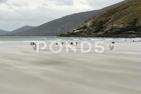 Gentoo penguins (pygoscelis papua) Stock Photos