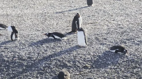 Gentoo Penguins Resting and Preening on Pebble Beach Stock Footage 340429005
