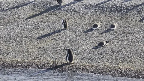 Gentoo Penguins Resting on Pebble Beach in Patagonia Stock Footage 340428995