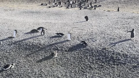 Gentoo Penguins Resting on Pebble Beach in Patagonia. Ushuaia, Tierra del Fuego, Stock Footage 340429034