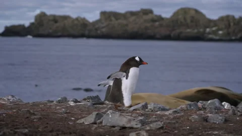 Gentoo penguins sharing rocky beach with elephant seals in Antarctica Stock-Footage 343119085