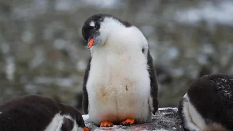 Gentoo Penguins Sleeping while Standing. 4K Stock Footage 248033572