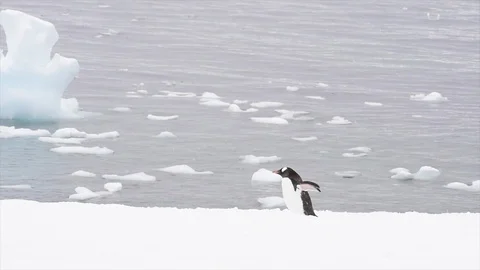 Gentoo Penguins on the snow Stock Footage 94659782
