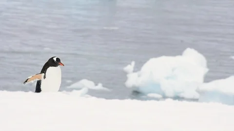 Gentoo Penguins on the snow Stock Footage 94666382