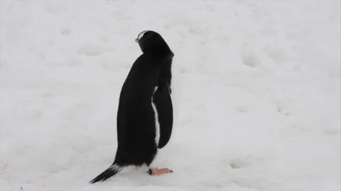 Gentoo Penguins on the snow Stock Footage 94687249
