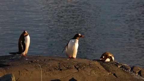 Gentoo Penguins Sunbathing at Sunset on Antarctic Rock by the Sea Vídeo Stock 345138891