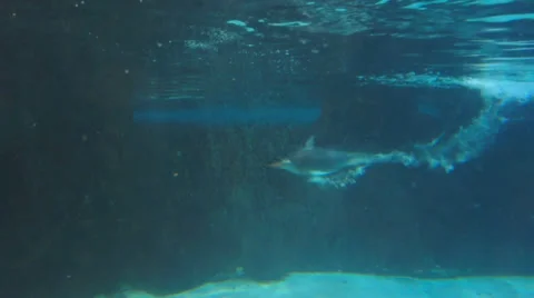 Gentoo penguins swimming Stock Footage 33267571