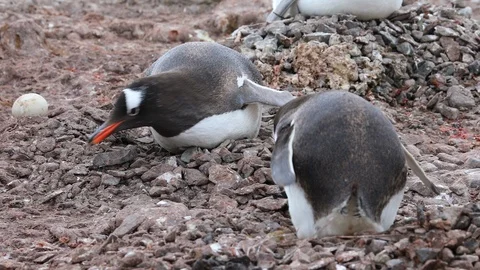 Gentoo Penguins on their nests Stock Footage 104992864