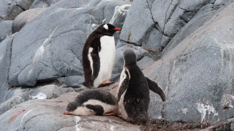 Gentoo Penguins with two chicks on nest in Antarctica Stock Footage 320301985