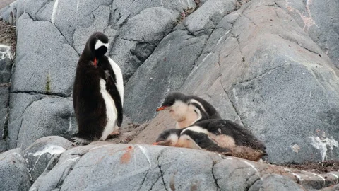 Gentoo Penguins with two chicks on nest in Antarctica Stock Footage 320302227
