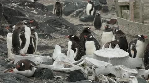 Gentoo penguins &amp; whale bones Stock Footage 138038371