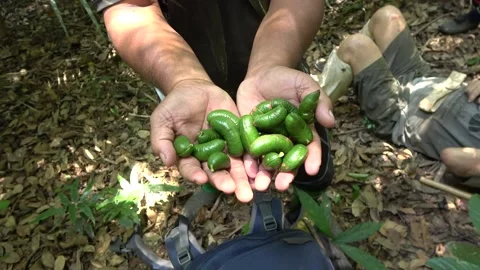 Genuak seedpod, Malaysia Stock Footage 135717455