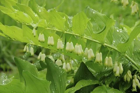 Genuine Solomon's Seal, Angular Solomon's Seal 16 Fotos de archivo