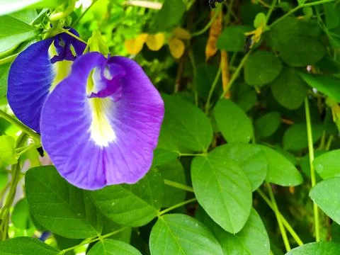 Genus Clitoria 1 Foto stock