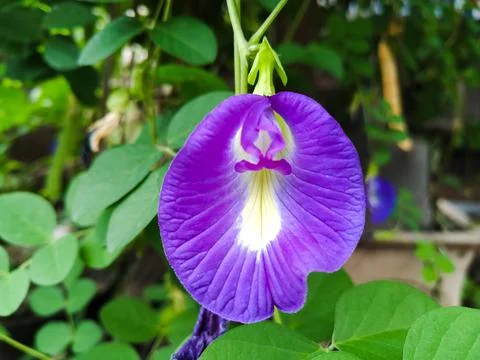 Genus Clitoria 2 Stock Photos