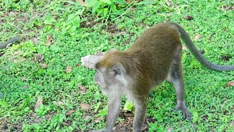 The genus Macaca encompasses a group of medium to large-sized monkeys Stock Footage 300751246