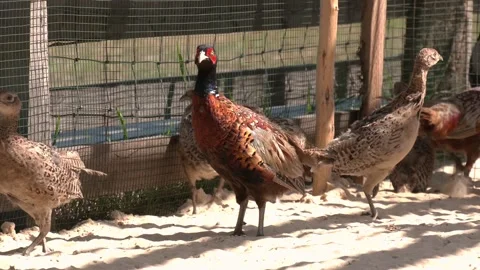 The genus name comes from Latin phasianus, "pheasant" Stock Footage 229159077