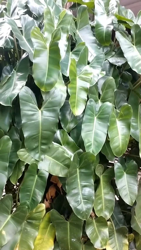 Genus Philodendron Stock Footage 325975517