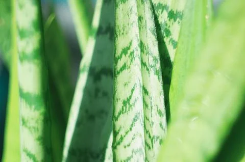 Genus Sansevieria Stock Photos
