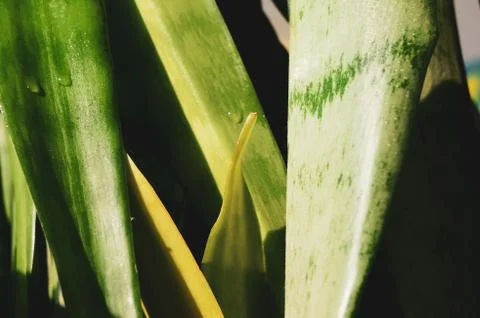 Genus Sansevieria Stock Photos