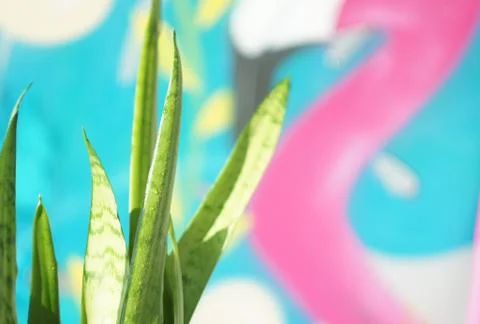 Genus Sansevieria Stock Photos