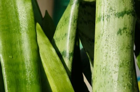 Genus Sansevieria Stock Photos