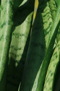 Genus Sansevieria Stock Photos
