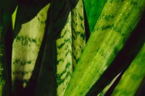 Genus Sansevieria Stock Photos