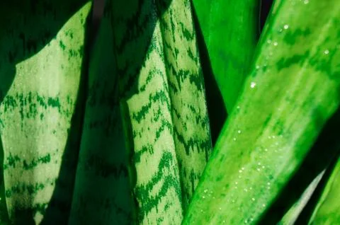 Genus Sansevieria Stock Photos