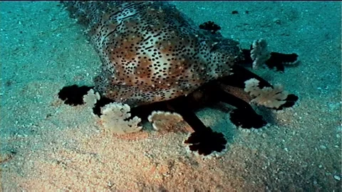 Genus Of Sea Cucumber (Pearsonothuria graeffei) Stock Footage 292462107