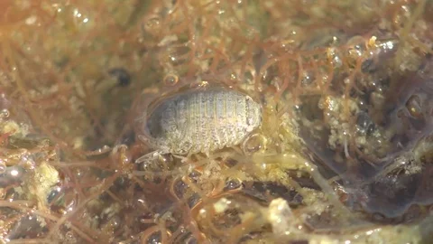 Genus Thermosphaeroma Sphaeromatidea is suborder of isopod crustaceans Stock Footage