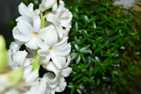 Geocint Stock Photos