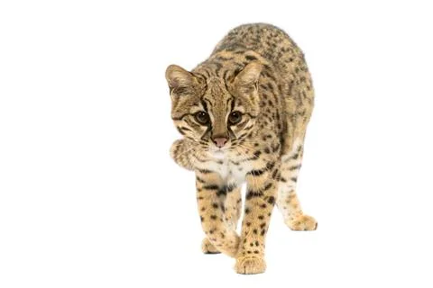Geoffroy's cat Stock Photos