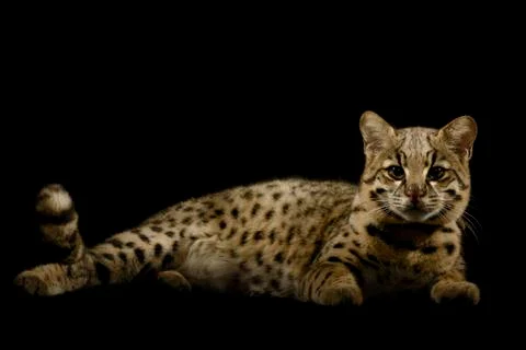 Geoffroy's cat Stock Photos