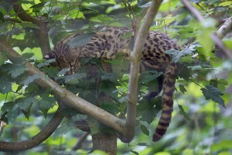 Geoffroys cat Stock Photos