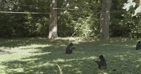 Geoffroy's spider monkey 50fps Stock Footage 114064345