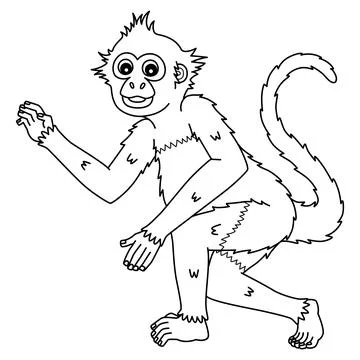 Geoffroys Spider Monkey Isolated Coloring Page Stock Illustration