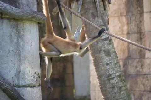 Geoffroys Spider Monkey Stock Photos