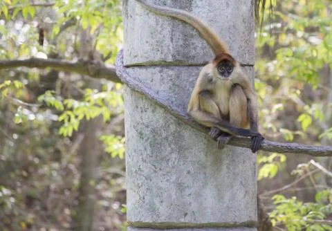 Geoffroys Spider Monkey Stock Photos